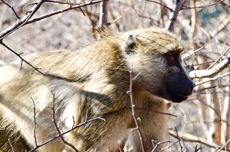 08 - Zambia - mono babuino - parque nacional Mosi-oa-tunya